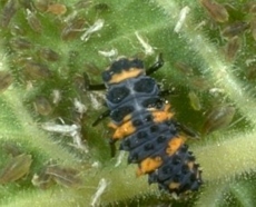 Convergent Lady Beetle Larva, feeding on aphids