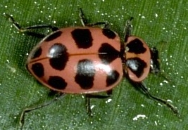 Pink Lady Beetle