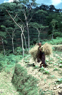man harvesting from his garden