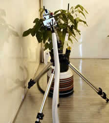 photo of measuring the photosythetic rate of plants innoculated with soybean rust by using LI-6400