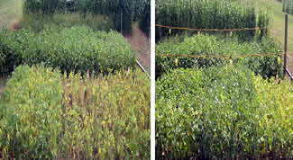 photo of two field plots, (right side) grown under incandescent, light-length extension as compared to (left side) plots grown under ambient environment