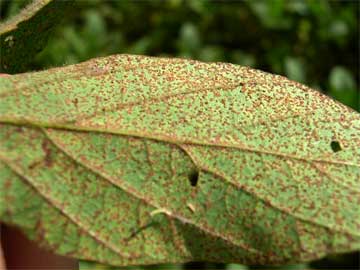 photo of Asian Soybean Rust lesions on soybean leaflet