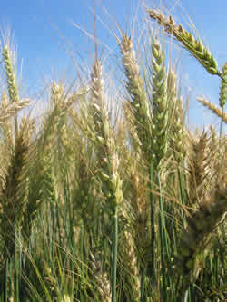 photo of healthy wheat kernels in the field