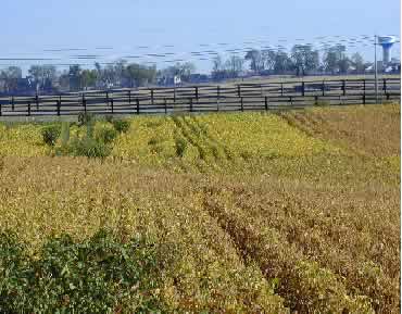 Photo of grain crop test field