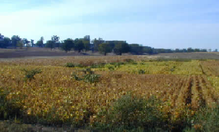 Photo of grain crops test field