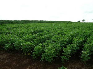photo of Brazilian field of soybeans at R2 growth stage