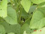 Photo showing soybeans plants closeup at R2.