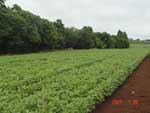 Photo showing Brazilian soybean field at R2 on January 30th 2007.