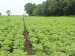 Photo showing soybeans planted in 45cm rows at growth stage V5 in Londrina.