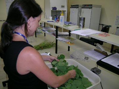 photo of Dr. Claudia Godoy in the lab showing how all leaf blades are cut off from the plant samples (petioles remain with the rest of the plant)