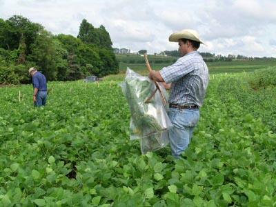 photo of research team in soybean field harvesting plant samples to measure LAI