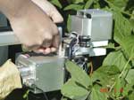 Photo showing the sensor head of the LI 6400 clamped onto a leaflet in a soybean field in Londrina.