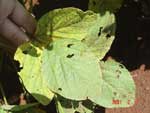 Photo showing  soybean plant with typical SBR damage on the lower leaves.