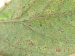 Photo showing sporulating brown/red rust lesions on the underside of a soybean leaflet.