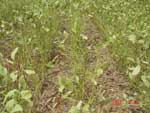 Photo showing  soybean plants with heavy defoliation as a result of extensive SBR infection established during R1.