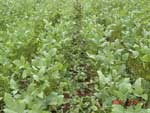 Photo showing soybeans plants with a diminished canopy after manual defolition to match the infected plants from the first photo.