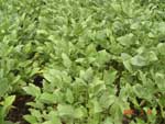 Photo showing healthy soybean plants with a dense canopy.