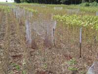 Photo showing soybean plants after having treatment at the R7 or later growth stage.