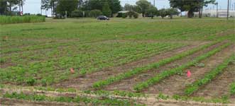 photo showing a portion of a test plot clearly showing two different row widths