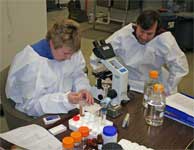 photo of plant pathologists Brenda Kennedy and Don Hershman examining rust samples in the lab