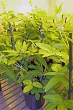 photo of potted flowering soybean plants in test chamber