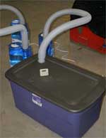 photo of improvised dew chamber (modified bushel sized plastic storage container) used to maintain humid enviromment for plants after inoculation