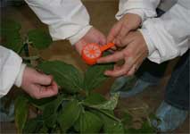photo showing application of SBR spores in a mixture of talc being sifted onto wet soybean plant leaves