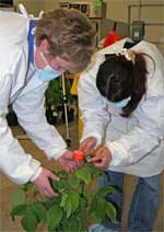 photo showing research team members wearing smocks and face masks while inoculating with SBR spores