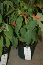 photo of individual potted soybean plants with paper ID tags