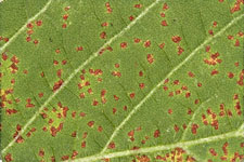 photo of red brown non-sporulating lesions on a resistant soybean plant leaf