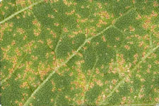 photo of tan sporulating lesions on a susceptible soybean plant leaf