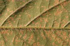 photo showing susceptible plant with tan SBR lesions producing spores clearly evident on the soybean plant leaves