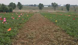 photo showing effective plant kill from herbicide application used for alleys between test plots