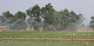 photo showing water plumes from irrigation sprinklers in soybean fields