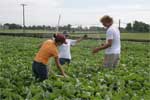 photo of interns installing leaf trap cages in the control plots at Spindletop Reaserch Farm