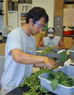 photo of research team back in the lab cutting leaves from soybean plants removed from field for LAI samples