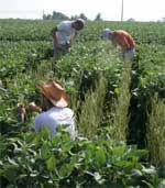 photo of interns in field manually removing leaves to achieve 100% defoliation