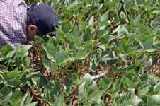 photo of Abdul using light bar to measure light below the canopy of test plants