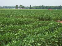 photo  showing the LA soybean test plots in June 2006