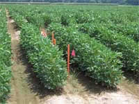 photo showing wooden stakes and marking flags used to divide areas of the soybean test plot