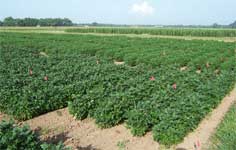 photo showing healthy full plant growth for the soybean fields in Lousiana June 2007