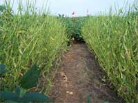 photo showing 100% defoliation group with nearly no light blockage from a canopy for the soybean fields in Lousiana July 2007