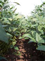 photo showing 33% defoliation group with some gaps in canopy for the soybean fields in Lousiana July 2007