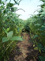photo showing 66% defoliation group with large gaps in canopy for the soybean fields in Lousiana July 2007