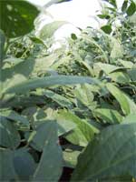 photo showing control group with dense canopy for the soybean fields in Lousiana July 2007