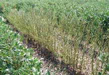 photo of soybean test plot where 100% defolliation has been reached