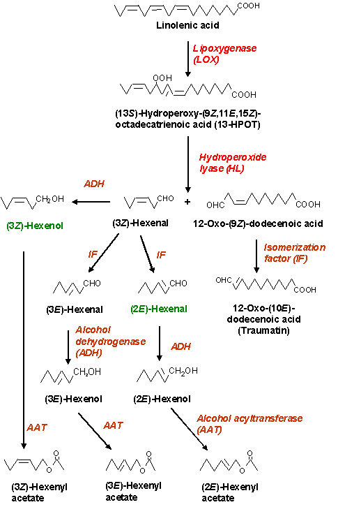 Drawing of Biosynthesis Pathway of Green Note Compounds