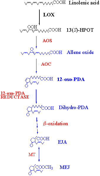 drawing of Biosynthesis Pathway of Methyl Epi-jasmonate