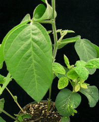 image of soybeans with mock inoculation (left) and SACPD silenced (right)