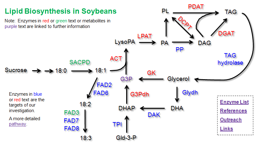simplified lipid biosythesis pathway